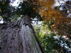 百済寺境内の大木